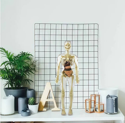 Human Body Assembly Toy